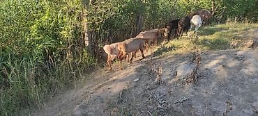 Продаю | Баран (самец) | Гиссарская, Полукровка, Арашан | Для разведения | Осеменитель at lalafo.kg Продаю | Баран (самец) | Гиссарская, Полукровка, Арашан | Для разведения | Осеменитель