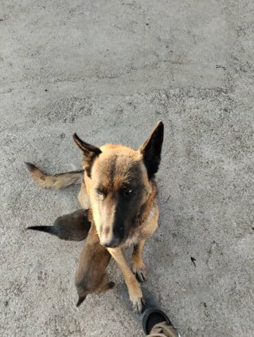 объявления отдам щенка в хорошие руки: Бельгийская овчарка, 1 месяц, Самец — 4