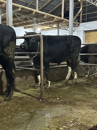 Айыл-чарба жаныбарлары: Сатам | Бука (эркек), Музоо | Аргын | Бордоп семиртүү үчүн, Союуга, Көбөйтүү үчүн | Байланган — 5