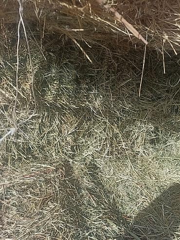 С ДОСТАВКОЙ, БЕСПЛАТНО.Сено в тюках .ТООНУН ЧОБУ, сатылат баасы 300