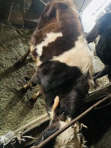 ит атабыз: Продаю | Тёлка | Полукровка | На откорм | Отела не было — 3