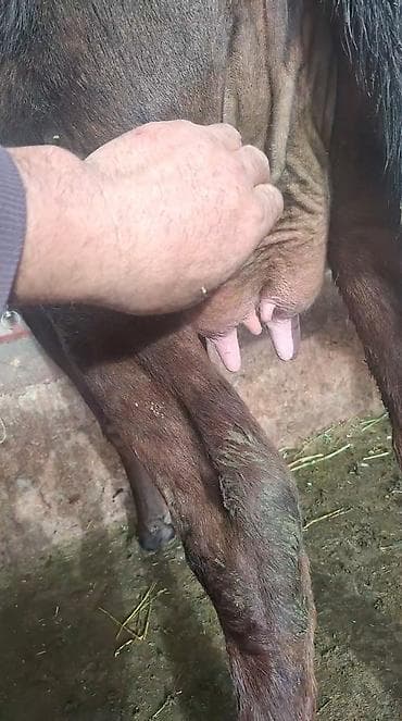 хара: Сатам | Уй (ургаачы) | Сүт алуу үчүн | Музоологондон кийин — 4