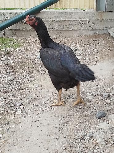 Дакан мекиш сатылат бези бар канатынын алдында алмашу жолдору бар at lalafo.kg Дакан мекиш сатылат бези бар канатынын алдында алмашу жолдору бар