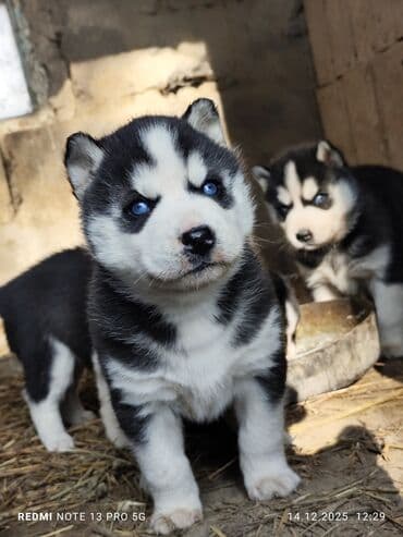 дог собака: Продаю щенков сибирской хаски. 5 шт все мальчики возраст 1 месяц. цена — 1