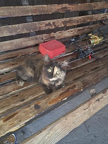 Животные: Кошка даром: Беспородная, Девочка — 1