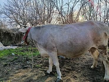 козулу кой: Продаю | Корова (самка) | Для молока | Привязанные — 7