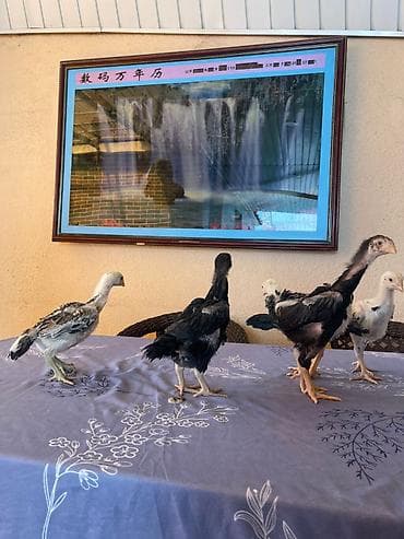 цеплят: Продаю | Цыплята | Бойцовая | Для разведения — 1