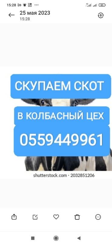 объявления о найденных собаках: Сатып алам | Уйлар, букалар, Жылкылар, аттар | Күнү-түнү, Бардык шартта, Союлган — 1