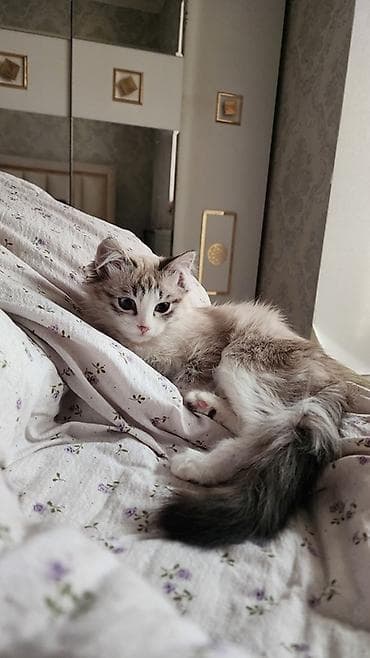 британская кошка шиншилла: 7 месяцев, Девочка, Метис — 6