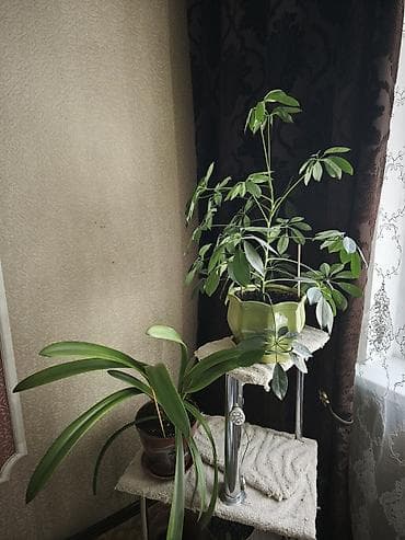 декор сада: Комнатные растения в горшках 1) Сингониум (вьющийся) — крупное — 2