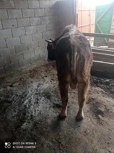 сколько стоит вислоухие кошки: Продаю | Бык (самец) | Полукровка | На откорм | Привязанные — 2