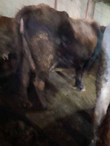 кошка беловодск: Сатам | Уй (ургаачы) | Аргын | Сүт алуу үчүн — 7