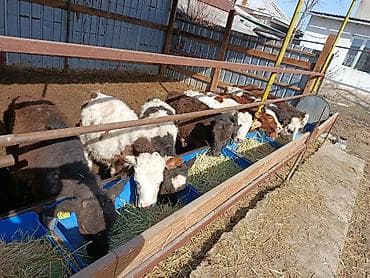 куплю мясо оптом: Продаю | Тёлка, Музоо, торпок | Полукровка, Ангус, Голштин | На откорм, На забой, Для разведения | Племенные, Искусственник — 9