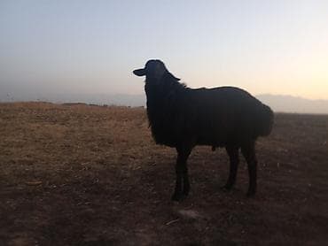 Продаю | Баран (самец) | На забой at lalafo.kg Продаю | Баран (самец) | На забой