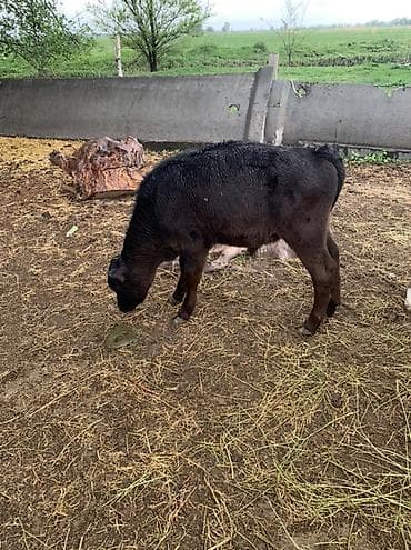 коровы швиц: Продаю | Музоо, торпок | На откорм — 5