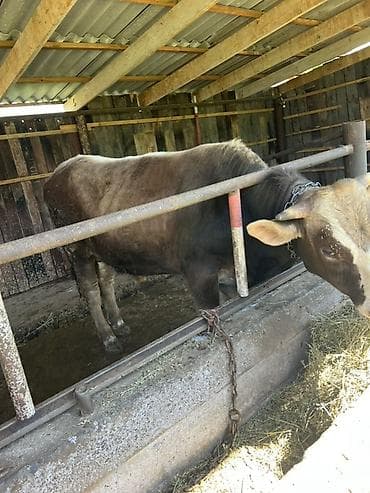 прибор для измерения кислорода в воде: Продаю | Бык (самец) | На откорм | Привязанные — 1