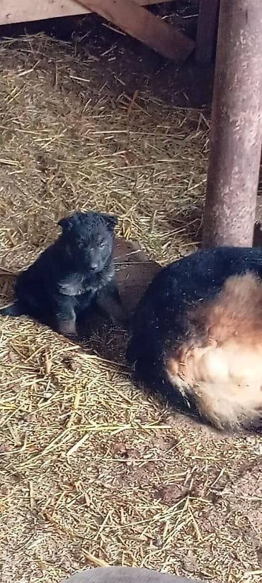 купить собаку пекинес: Немецкая овчарка, 2 месяца, Самка — 2