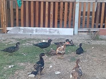 куры простые: Продаю | Куры — 3