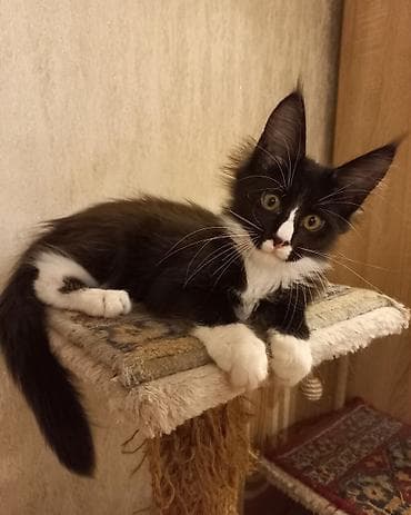 кот невский маскарадный: Два крупных 3-месячных котёнка породы мейн-кун готовы к переезду! — 1