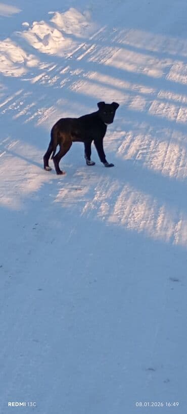Щенок среднего размера, короткошёрстный. Окрас преимущественно чёрный