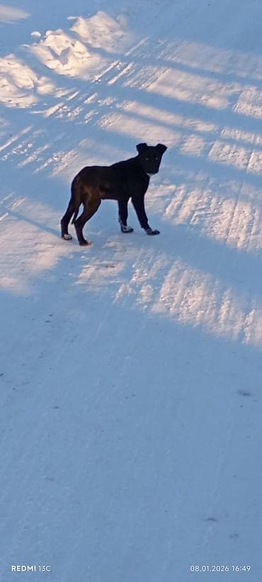 Рыба: Щенок среднего размера, короткошёрстный. Окрас преимущественно чёрный — 1