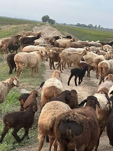 трекер для животных: Продаю | Баран (самец) | Арашан | Для разведения | Ягнившаяся — 3