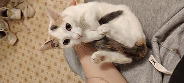Кошки: Кошка даром: Беспородная, 4 месяца, Девочка — 4