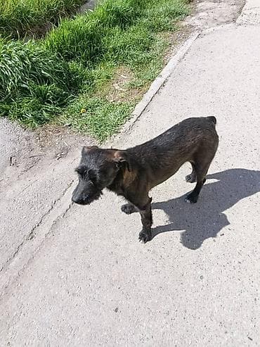 собака чихуахуа: Отдам в добрую семью, маленькую собачку, кто то её выкинул, скиталась — 5