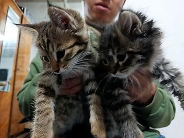 ангора кошка купить: Котята, полосатые тигрята - Возраст: примерно 1,5–2 месяца - Окрас — 3