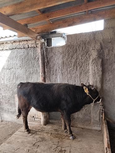 коты бишкек: Сатам | Бука (эркек) | Көбөйтүү үчүн | Байланган — 3