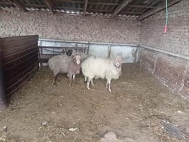 Собаки: Продаю | Баран (самец) | На забой — 2