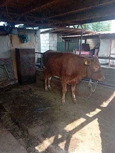 милые животные: Продаю | Тёлка | Для разведения | Нетель — 2