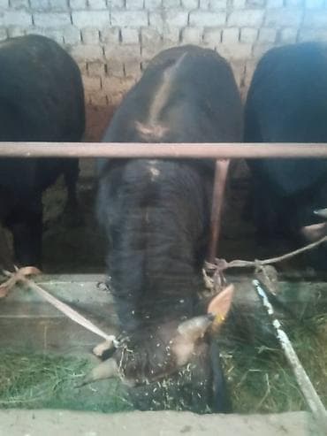 откорм: Продаю | Бык (самец) | На откорм | Привязанные — 7