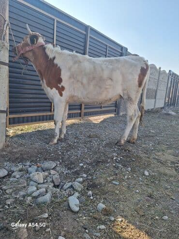 купить кошку бишкек: Продаю | Тёлка | Для разведения | Стельные — 2