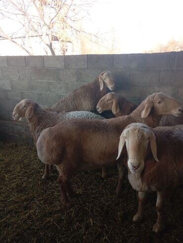 ак коён: Сатам | Кочкор (эркек) | Союуга | Асыл тукумдуу — 4