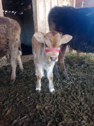 хаски ит: Продаю | Бык (самец) | Для разведения | Привязанные — 10