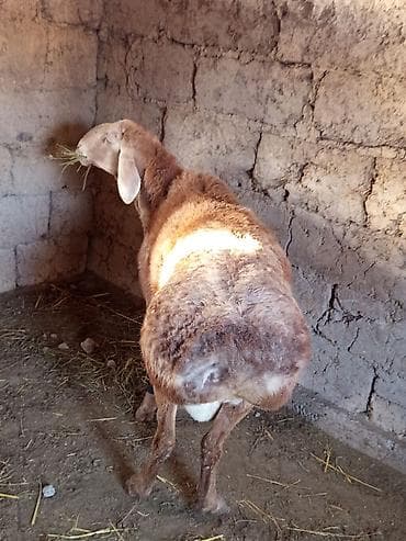 брама ош: Продаю | Баран (самец) | Для разведения — 2