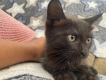 золотая шиншила кошка: Котята - Возраст 2 месяца. - Окрас: один черно-белый (маска на — 4