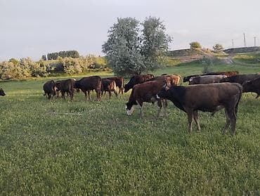 соль для животных: Продаю | Бык (самец) — 3