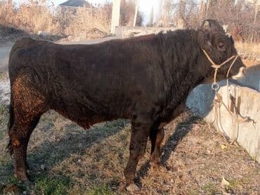 продажа охотничьих собак: Продаю | Бык (самец) | Алатауская — 1