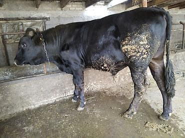 Продаю | Бык (самец) | На откорм | Привязанные