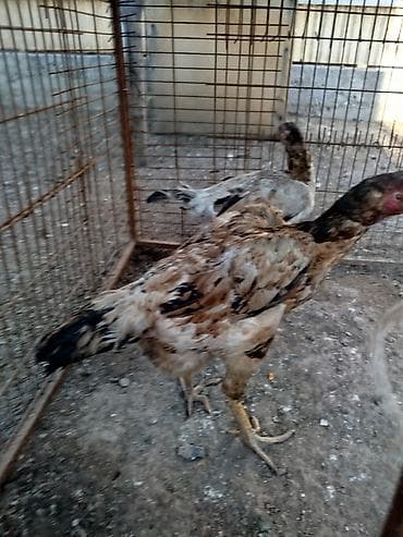 Птицы: Дакан мекиштер сатылат активный алмашу жолдору бар адрес Заря Тынчтык — 3