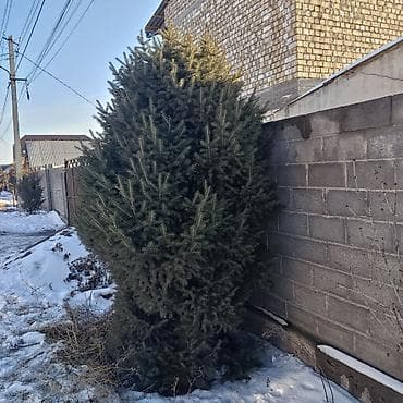 Саженцы деревьев: Ели