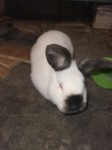 Үй жаныбарлары үчүн товарлар: Сатам | Эркек коен | Калифорния | Көбөйтүү үчүн — 3