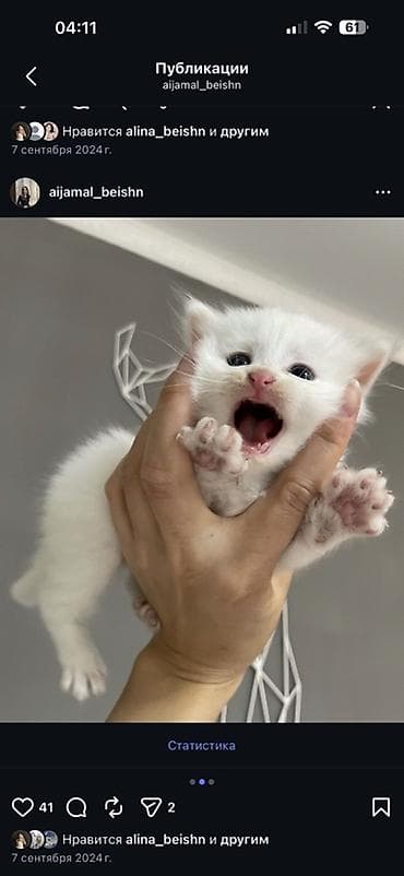 кошка малинкый: Котята 
Турецкая Ангора 
2 месяцев — 2