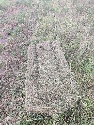 козу эти: Сено в тюках - Прессованное сено полевое в прямоугольных тюках. - — 3