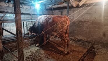 племенные коровы молочные купить: Продаю | Корова (самка) | Симментальская | Для молока — 4