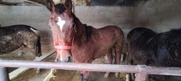 Лошади, кони: Продаю | Жеребец | На забой — 3