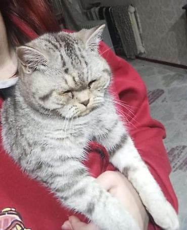 продажа котят британцев: Британские короткошёрстные котята, классический мраморный и тигровый — 9