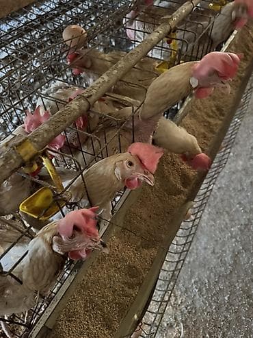 пчело ящик: Продаю | Куры | Леггорн | Несушки — 1